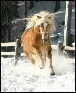 De quelle race est ce cheval ?