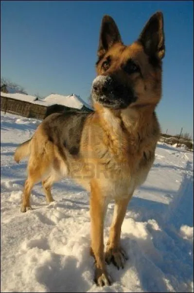 De quelle race est ce chien ?