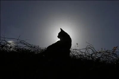 Il est courant en Europe, son nom latin est  Felis silvestris silvestris  !