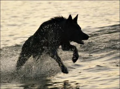 Tout comme le grizzly, cet animal est capable d'attraper les saumons dans l'eau !