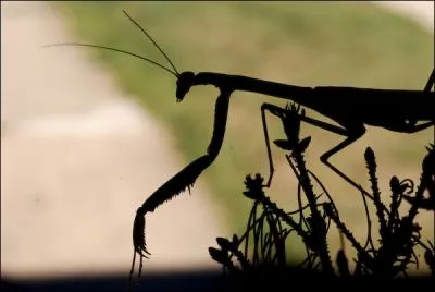 A chaque accouplement, la femelle mante religieuse dvore le mle, ce phnomne ne souffre d'aucune exception !