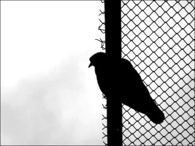 Reprenant cette fable de La fontaine :  Deux pigeons s'aimaient d'amour tendre , il chanta  Les deux pigeons  !