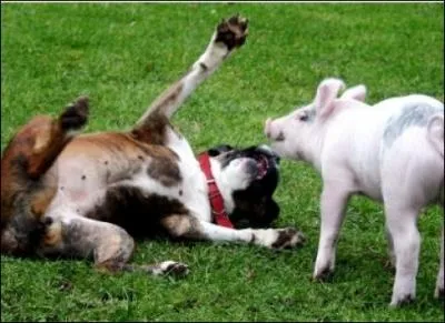 Cet animal entre dans beaucoup d'expressions populaires qui tmoignent de l'intrt que l'homme lui porte en bien ou en mal. Cependant, il en est une o il n'a rien  voir. Laquelle ?