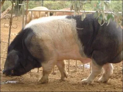 On dit que le porc basque a une haute parent avec un de ses  frres  tout aussi vif et coureur faisant de merveilleux jambons.