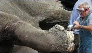 Les pdicures, pour s'en sortir ...