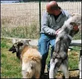 Les leveurs de chiens ...