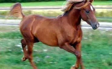 Quiz Galop 1