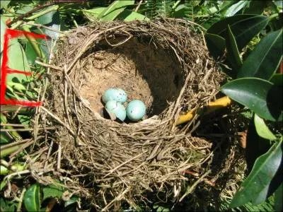 Qui est l'auteure de  le Club des Cinq  ?