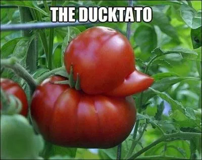 Ce canard est en ralit un piment !