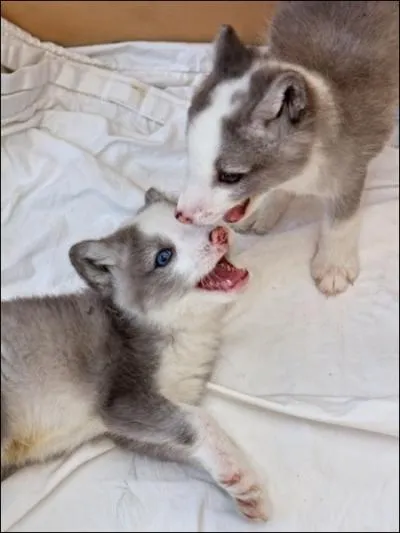 Ces animaux sont des chiens de traneau, des huskies !