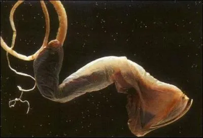 Quel est le nom de cette crature ?