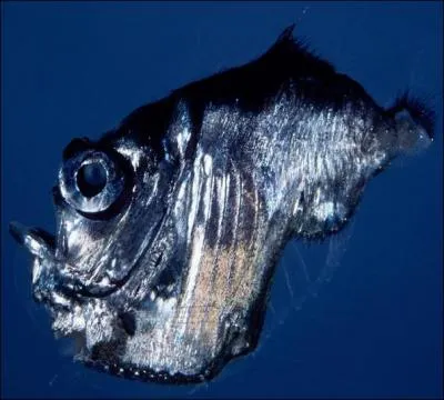 Quel est le nom de cette crature ?