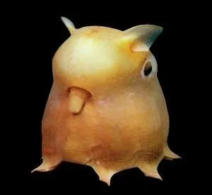 Quel nom porte cette crature ?