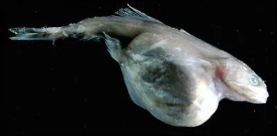 Quel nom porte cette crature ?