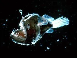 Quel nom porte cette crature ?