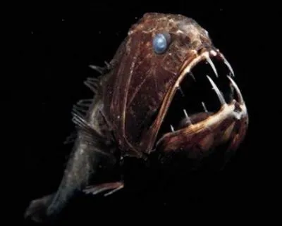 Quel nom porte cette crature ?