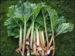 Enfants, nous adorions mchonner les tiges de rhubarbe. Ma grand-mre, nous recommandait vivement de ne surtout pas en consommer les feuilles qui taient extrmement toxiques, disait-elle. Avait-elle raison ?