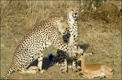 - et l'on dirait que la panthre ne (... ) que par (... ) la biche...