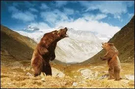 Toujours dans ce mme film comment se nomme l'ourson ?