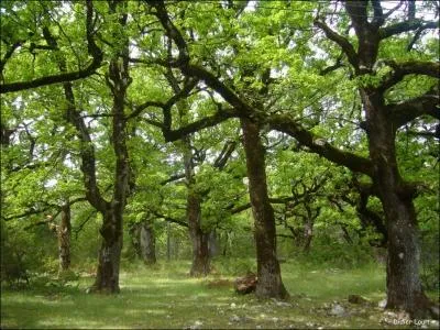 La famille des plantes ligneuses comprend les arbres, les arbustes, les arbrisseaux. Comment en nomme-t-on la culture ?