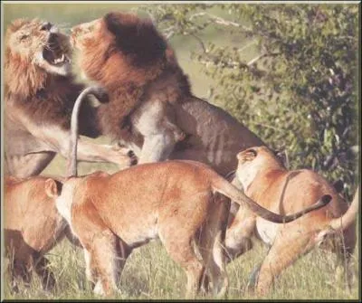 Srie tl actuelle, elle met en scnes plusieurs gnrations, trouvez-la par la photo !