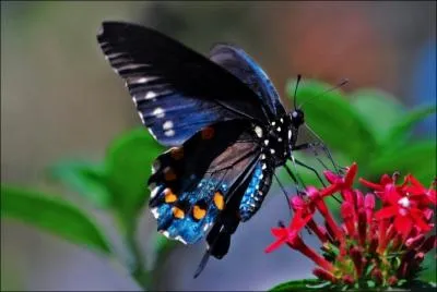 Au milieu de la surprise partie / Sans prvenir Grand-Pre est parti / Mais il est revenu tout aussitt / Avec un vieux phono...