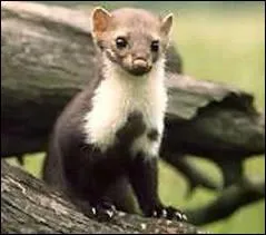 Quel est cet animal ?