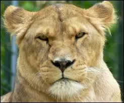 Quel est cet animal ?