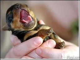 Quel est cet animal ?