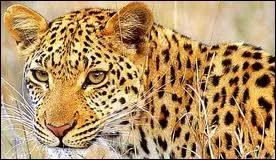 Quel est cet animal ?