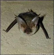 Quel est cet animal ?