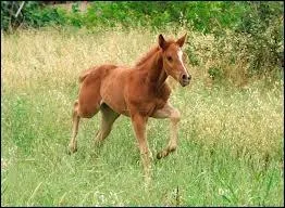 Quel est cet animal ?