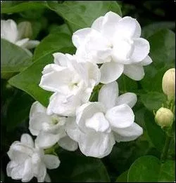 Je suis une fleur trs apprcie en Chine, dans le th ou en chanson, je symbolise l'amour et la beaut :