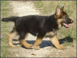 Sur la tte du chien, il y a le front et le chanfrein. Mais qu'est-ce qui est situ entre les deux ?