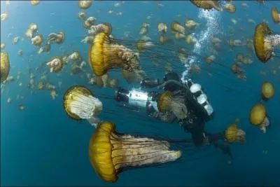 Certaines espces de cet animal peuvent tre mortelles pour l'homme !