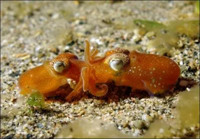 Agrandissez-bien l'image, et trouvez la solution !