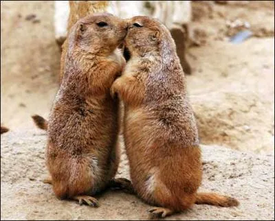 Ils ne vivent pas en montagne, mais en plaine !