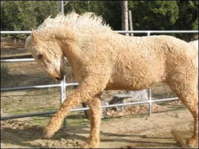 C'est un poney qui porte de la laine :