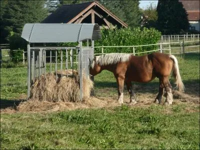 C'est un cheval qui vit dans le Haut Doubs :