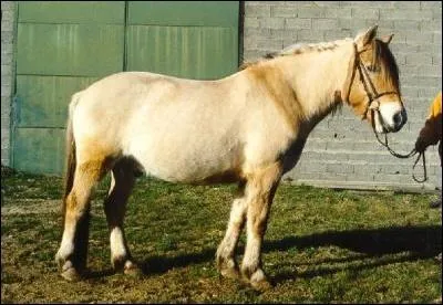 Ce poney a une coupe  la  punk  et est norvgien :