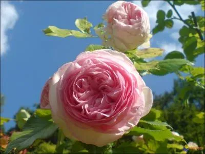 Les marchands de bas de soie proposaient aux élégantes et aux élégants cinquante nuances de coloris. Agrippa d'Aubigné en a donné la liste en 1630. Un vrai programme coquin !