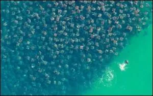 Mais qu'est-ce que c'est ?