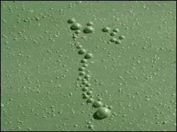 Mais qu'est-ce que c'est ?