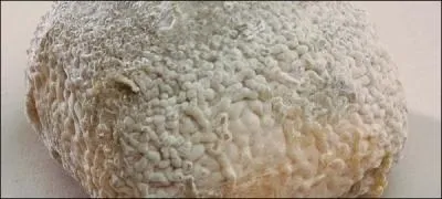 Mais qu'est-ce que c'est ?