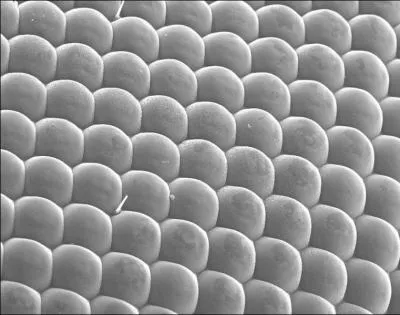 Mais qu'est-ce que c'est ?