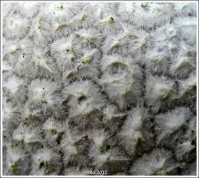 Mais qu'est ce-que c'est ?