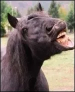 Comment peut-on connatre l'ge d'un cheval ?