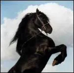 Quelle est la race de cet talon ?