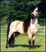 Quelle est la race du plus petit quid au monde ?