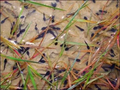 Moi, je ne connais pas mes enfants. De même que je n'ai pas connu mes parents ! Je ponds mes ufs, et adieu ! Ainsi parle la grenouille. Qui sont ses enfants ?